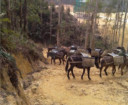 白云区马帮山路运输