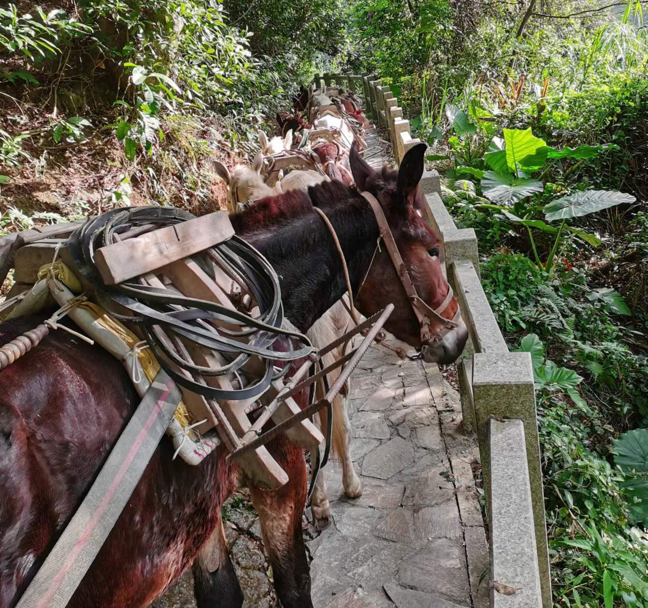 白云区马队运输