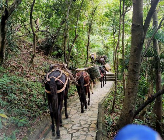 白云区马队运输电话