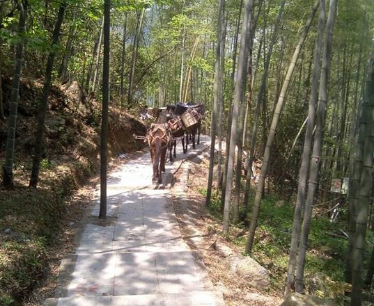 白云区马队运输公司