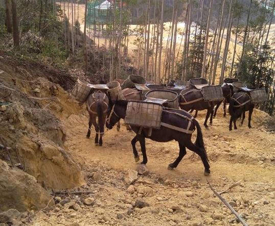 白云区山区马队运输