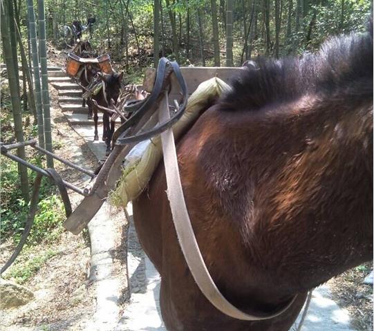 白云区骡马队运输