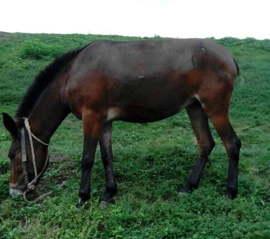 白云区骡马搬运