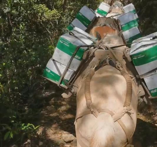 白云区骡马山路运输