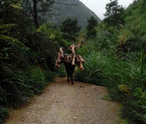 白云区骡马运输