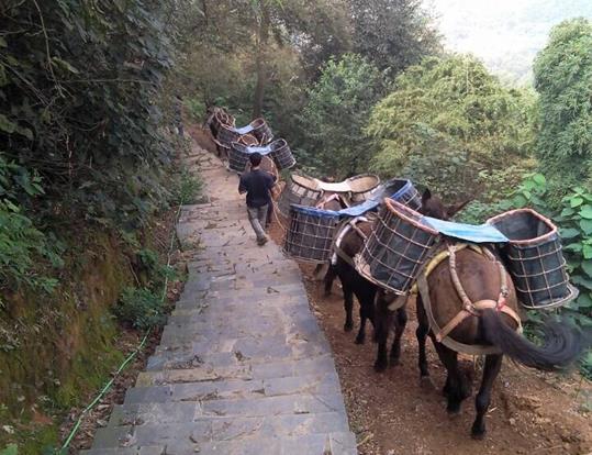 白云区骡马运输电话