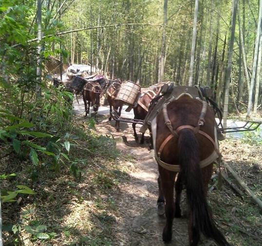 白云区骡马运输公司