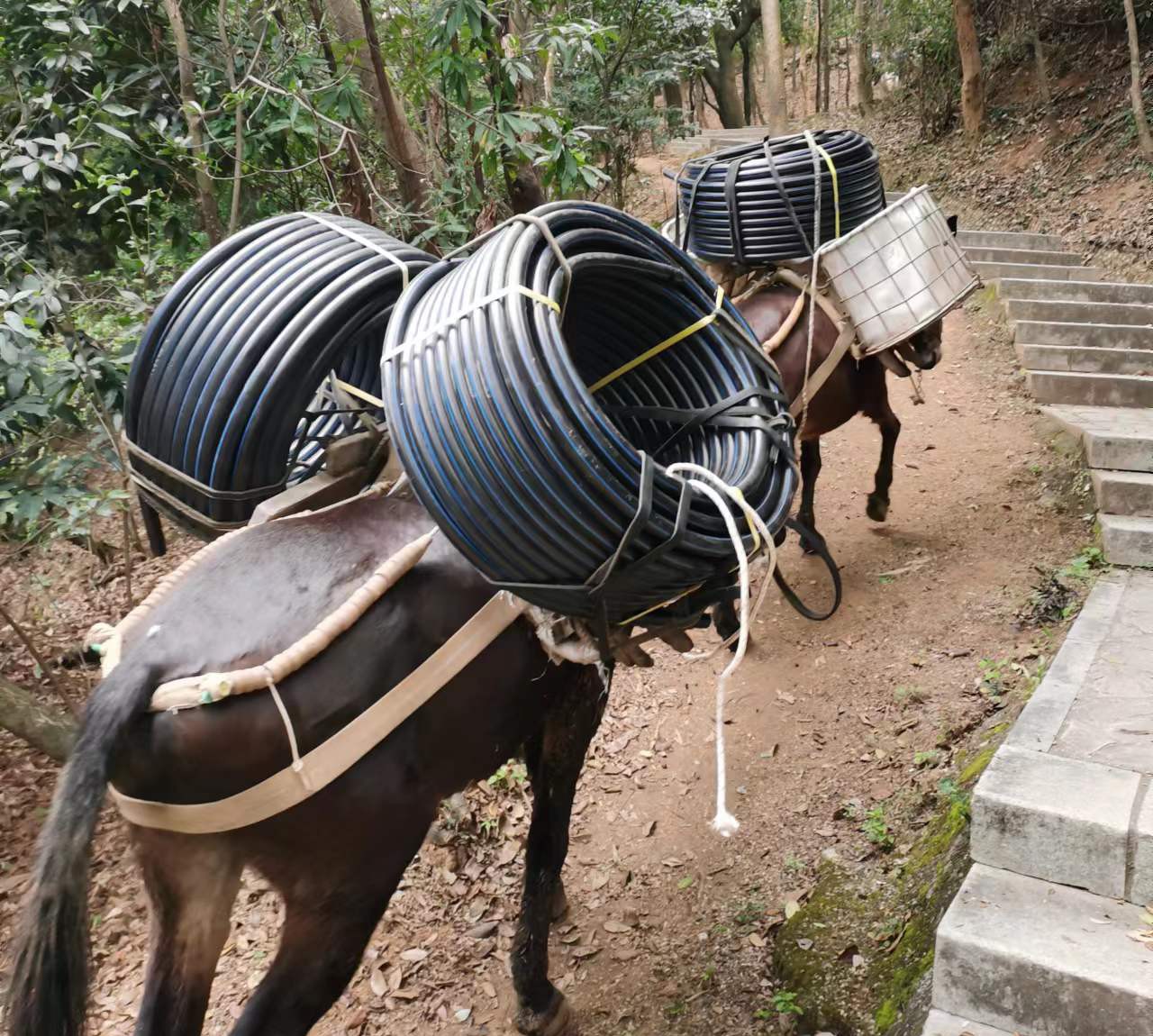 白云区马帮运输