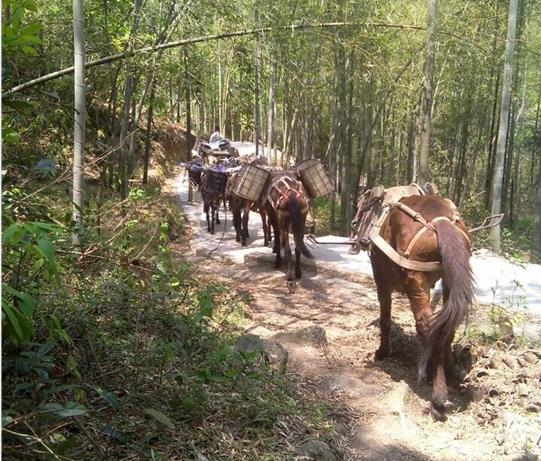 白云区马帮运输电话