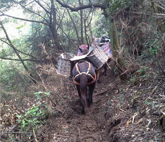 白云区马帮运输公司