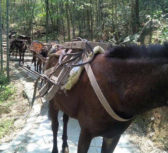 白云区山路骡马运输
