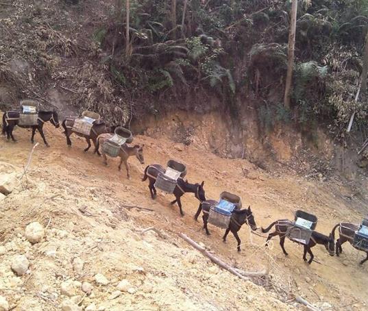 白云区山路马帮运输