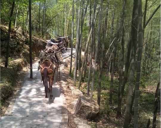 白云区山区骡马运输